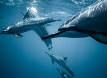 91视频的辉煌与挑战：揭开91网的真正面貌